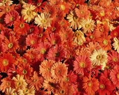 Tapeta Nature Flowers 500.jpg